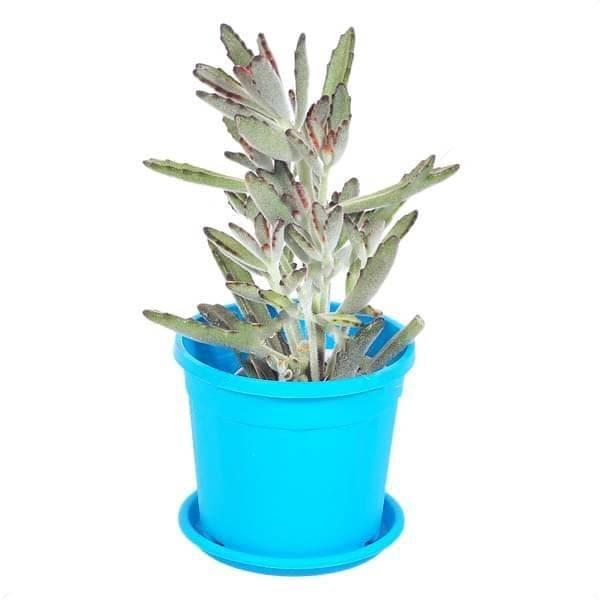 Kalanchoe tomentosa nigra - Succulent Plant