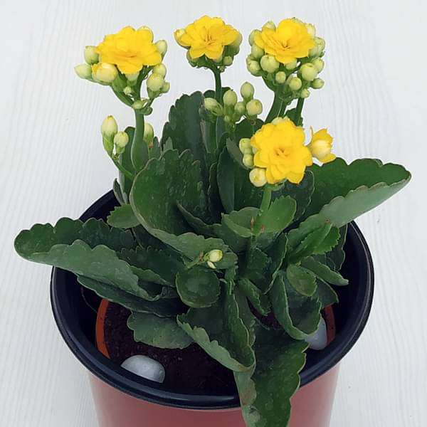 Kalanchoe (Yellow) - Plant - Image 2