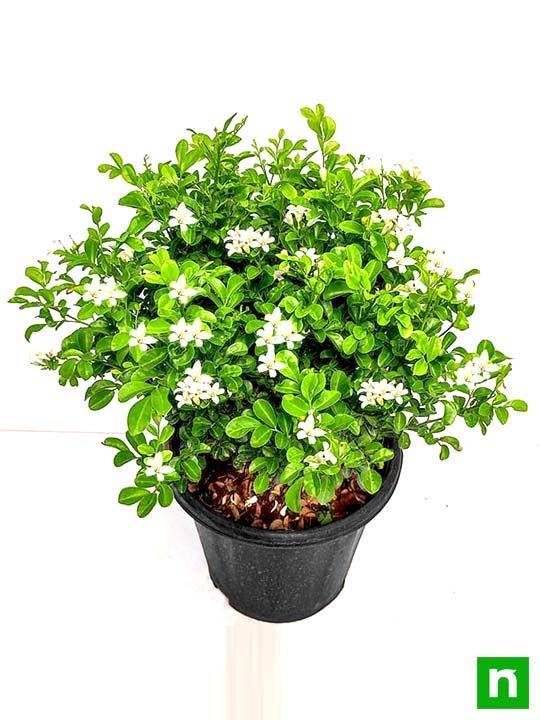 Kamini - Plant - Image 2