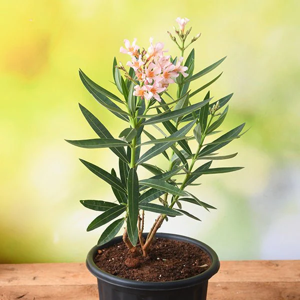 Kaner Dwarf, Nerium Oleander (Peach, Dwarf) - Plant