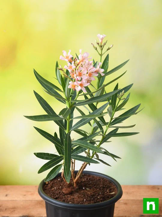 Kaner Dwarf, Nerium Oleander (Peach, Dwarf) - Plant - Image 2