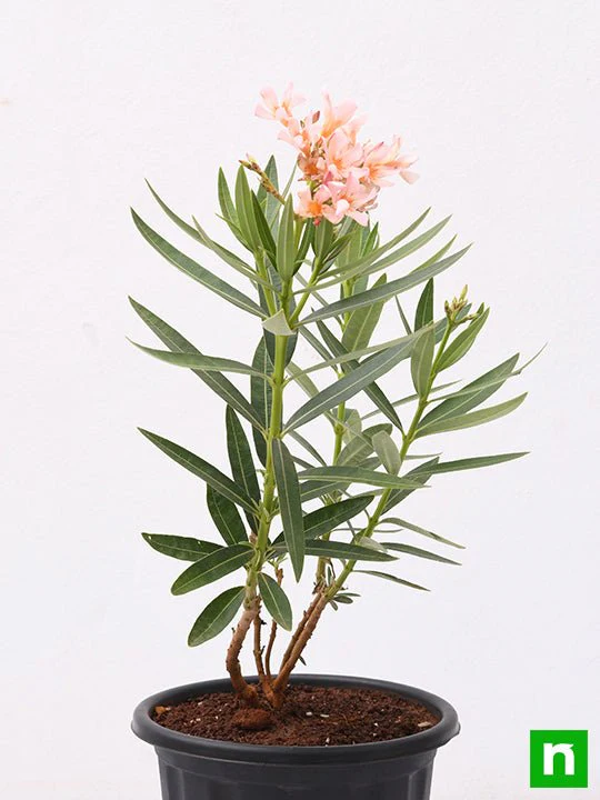 Kaner Dwarf, Nerium Oleander (Peach, Dwarf) - Plant - Image 3