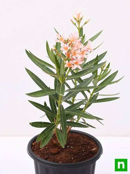 Kaner Dwarf, Nerium Oleander (Peach, Dwarf) - Plant - Image 4