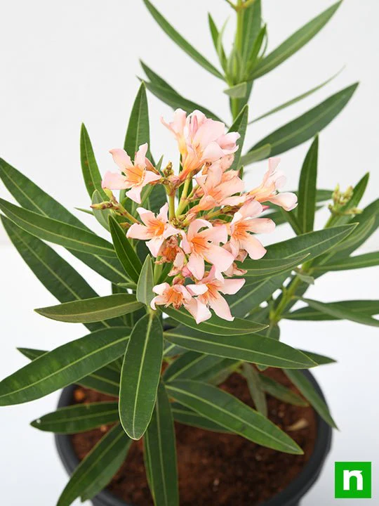 Kaner Dwarf, Nerium Oleander (Peach, Dwarf) - Plant - Image 5