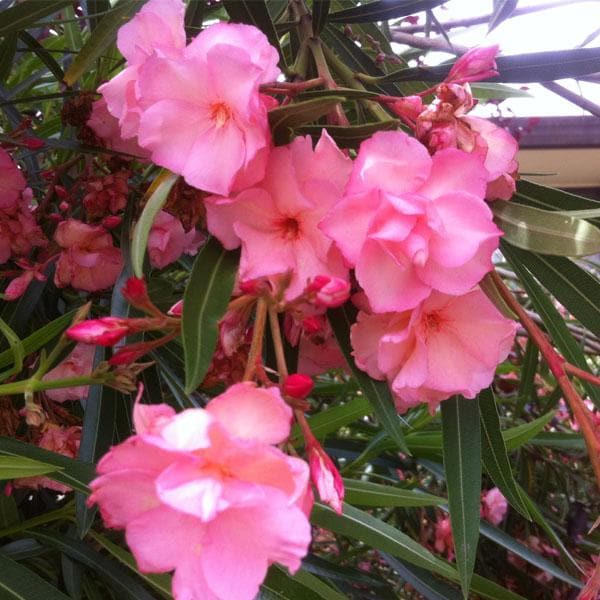 Kaner, Nerium Oleander (Pink, Double) - Plant