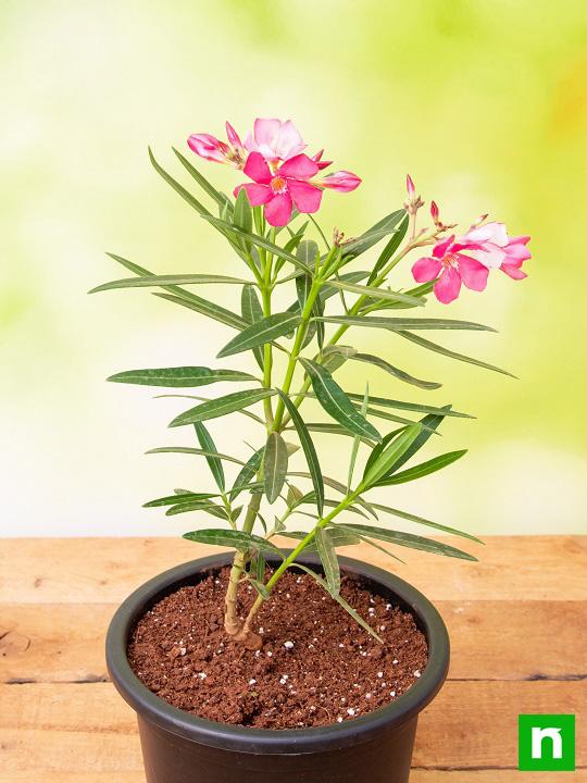 Kaner, Nerium Oleander (Pink, Single) - Plant - Image 2