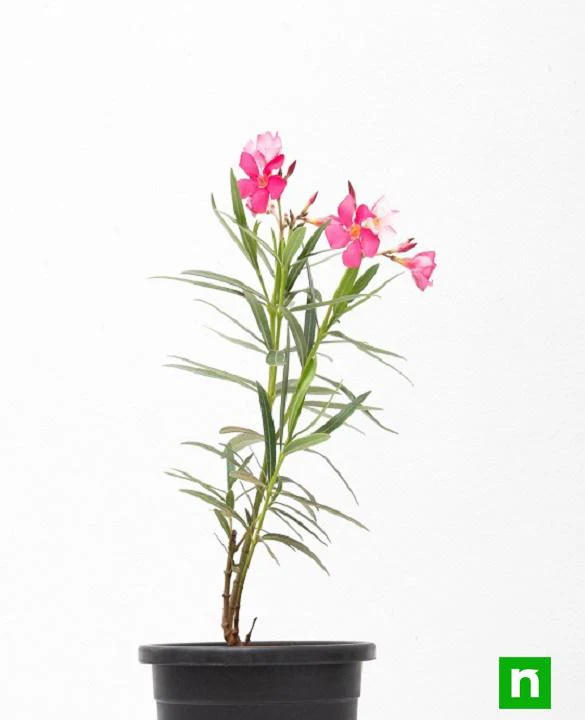 Kaner, Nerium Oleander (Pink, Single) - Plant - Image 3