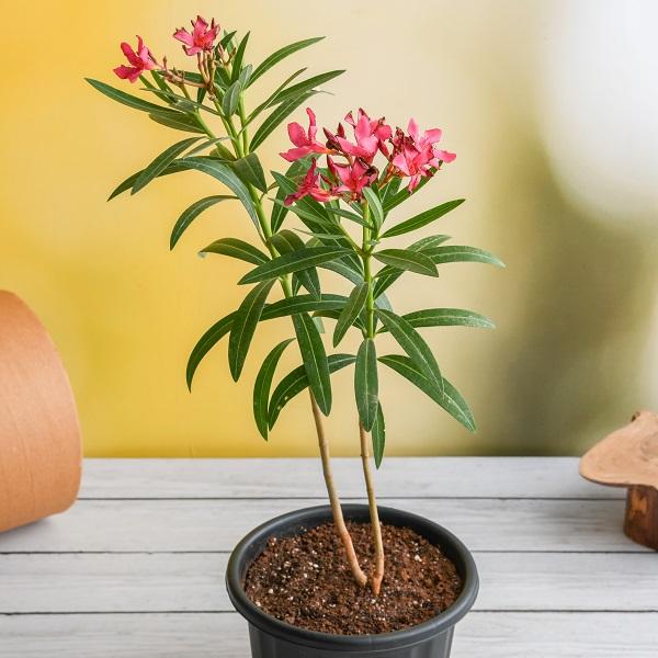 Kaner, Nerium Oleander (Red, Single) - Plant