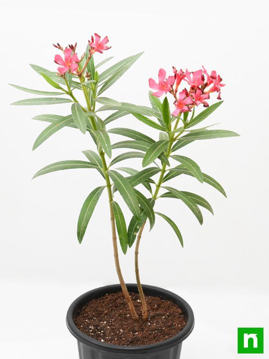 Kaner, Nerium Oleander (Red, Single) - Plant - Image 4