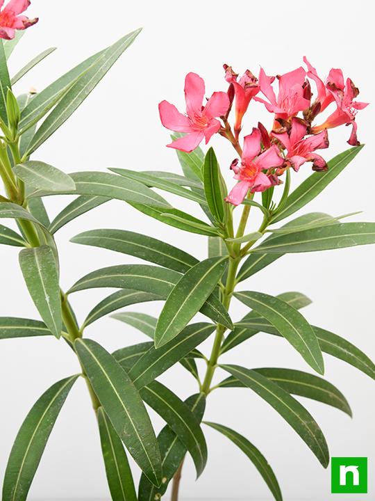 Kaner, Nerium Oleander (Red, Single) - Plant - Image 5