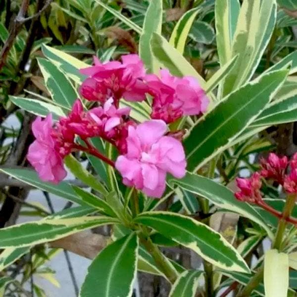 Kaner, Nerium Oleander (Variegated) - Plant