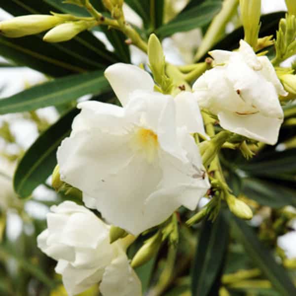 Kaner, Nerium Oleander (White, Double) - Plant