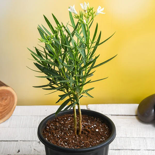 Kaner, Nerium Oleander (White, Single) - Plant