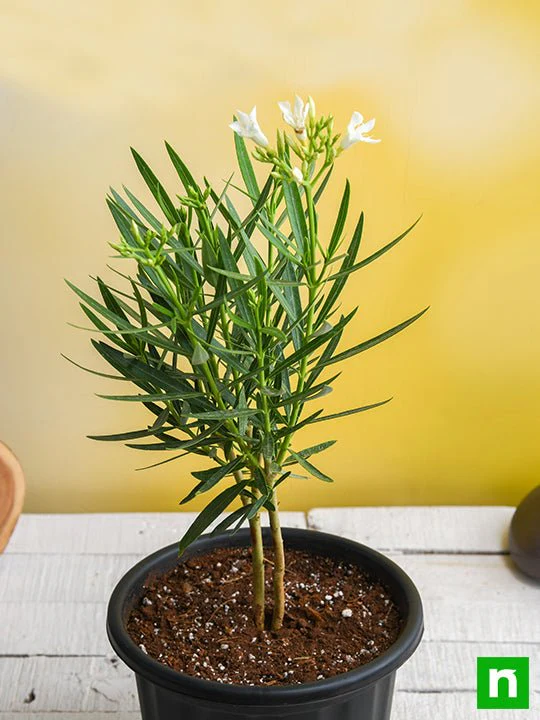 Kaner, Nerium Oleander (White, Single) - Plant - Image 2
