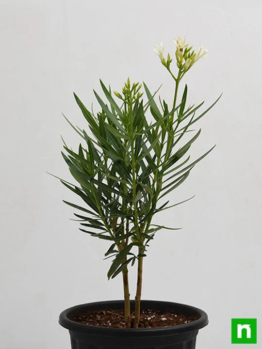 Kaner, Nerium Oleander (White, Single) - Plant - Image 3