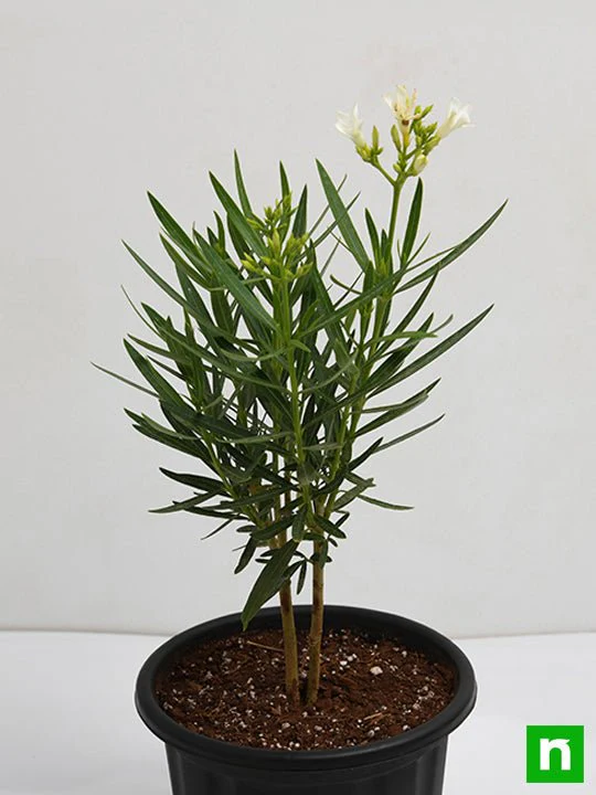 Kaner, Nerium Oleander (White, Single) - Plant - Image 4