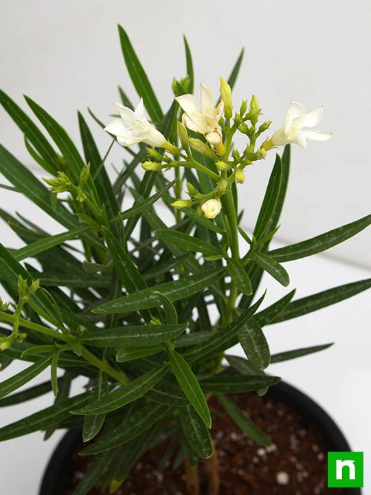 Kaner, Nerium Oleander (White, Single) - Plant - Image 5