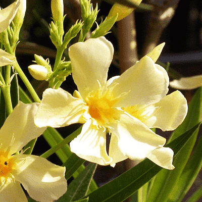 Kaner, Nerium Oleander (Yellow, Single) - Plant