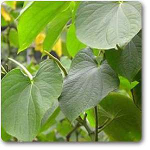Kava Kava - Plant