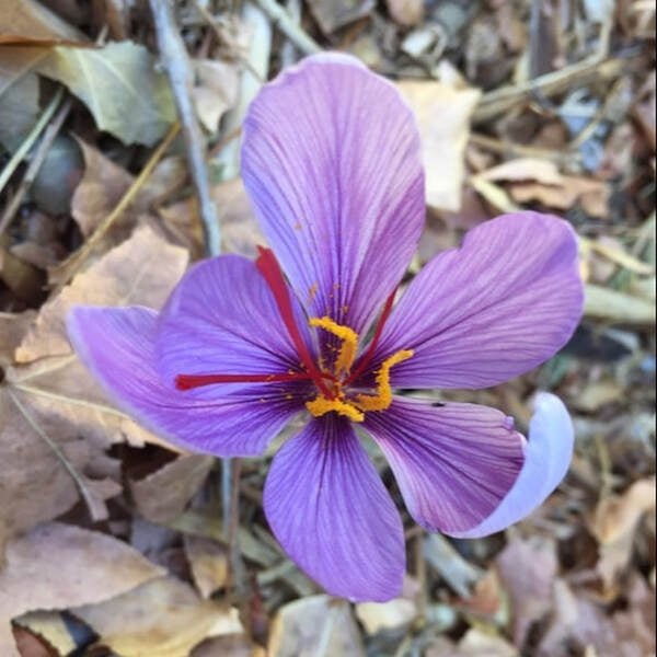 Kesar (crocus) - Plant