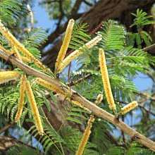 Khair, Senegalia Catechu - Plant