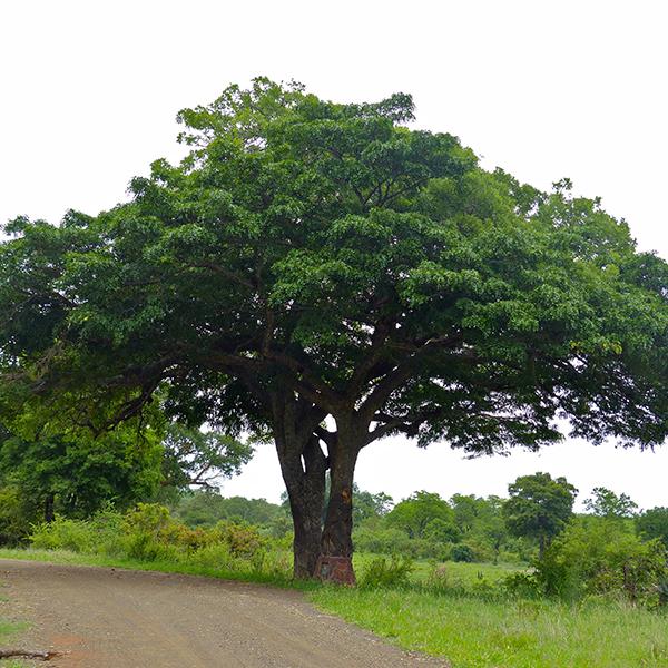 Kigelia Africana, Sausage Tree - 0.5 kg Seeds - Image 2