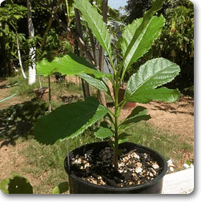 Sausage Tree, Kigelia - Plant