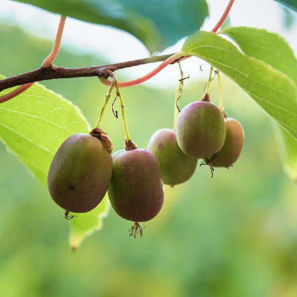 Kiwi - Plant