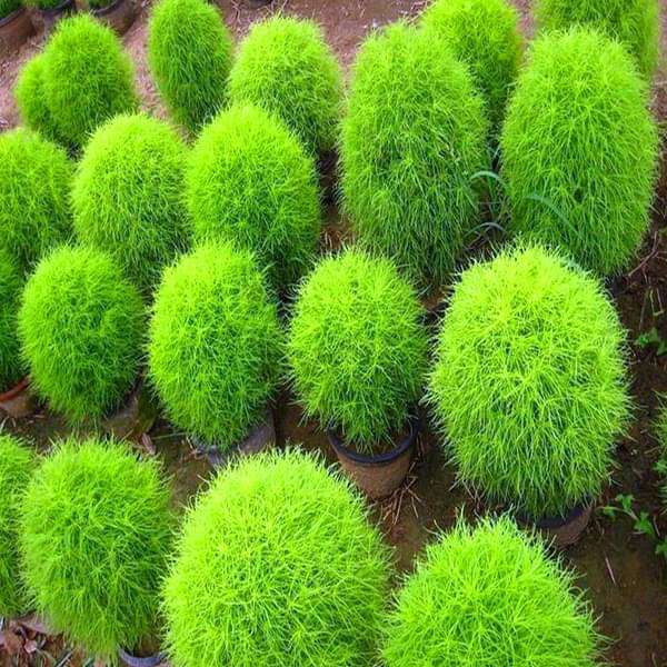 Kochia Plant, Burning Bush - Plant
