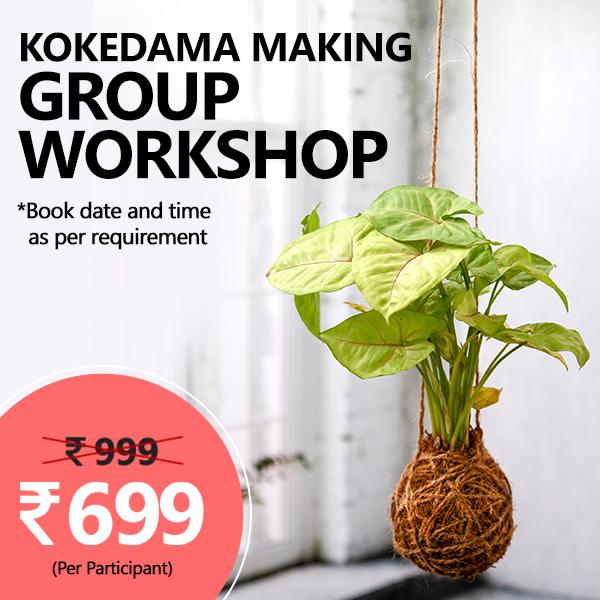 Kokedama Making - Group Workshop (Set of 15)