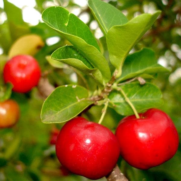 Kokum, Ratamba ( Grown through seeds ) - Plant
