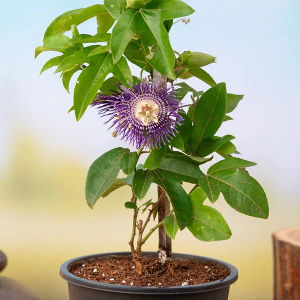 Krishna Kamal, Passion flower, Passiflora incarnata (Purple) - Plant - Image 2