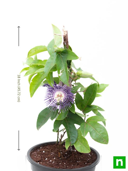Krishna Kamal, Passion flower, Passiflora incarnata (Purple) - Plant - Image 3