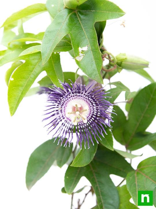 Krishna Kamal, Passion flower, Passiflora incarnata (Purple) - Plant - Image 4