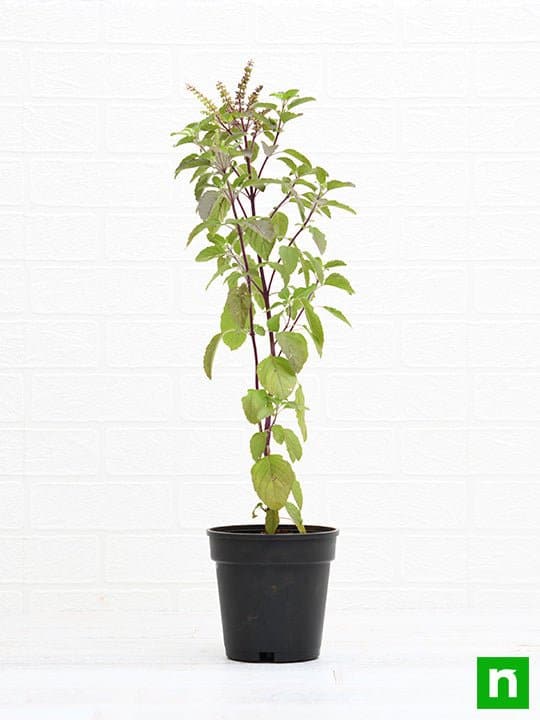 Krishna Tulsi Plant, Holy Basil, Ocimum tenuiflorum (Black) - Plant - Image 2