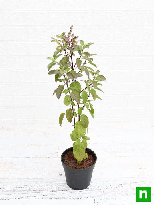Krishna Tulsi Plant, Holy Basil, Ocimum tenuiflorum (Black) - Plant - Image 3