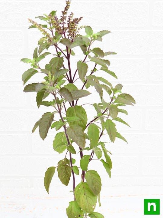 Krishna Tulsi Plant, Holy Basil, Ocimum tenuiflorum (Black) - Plant - Image 4