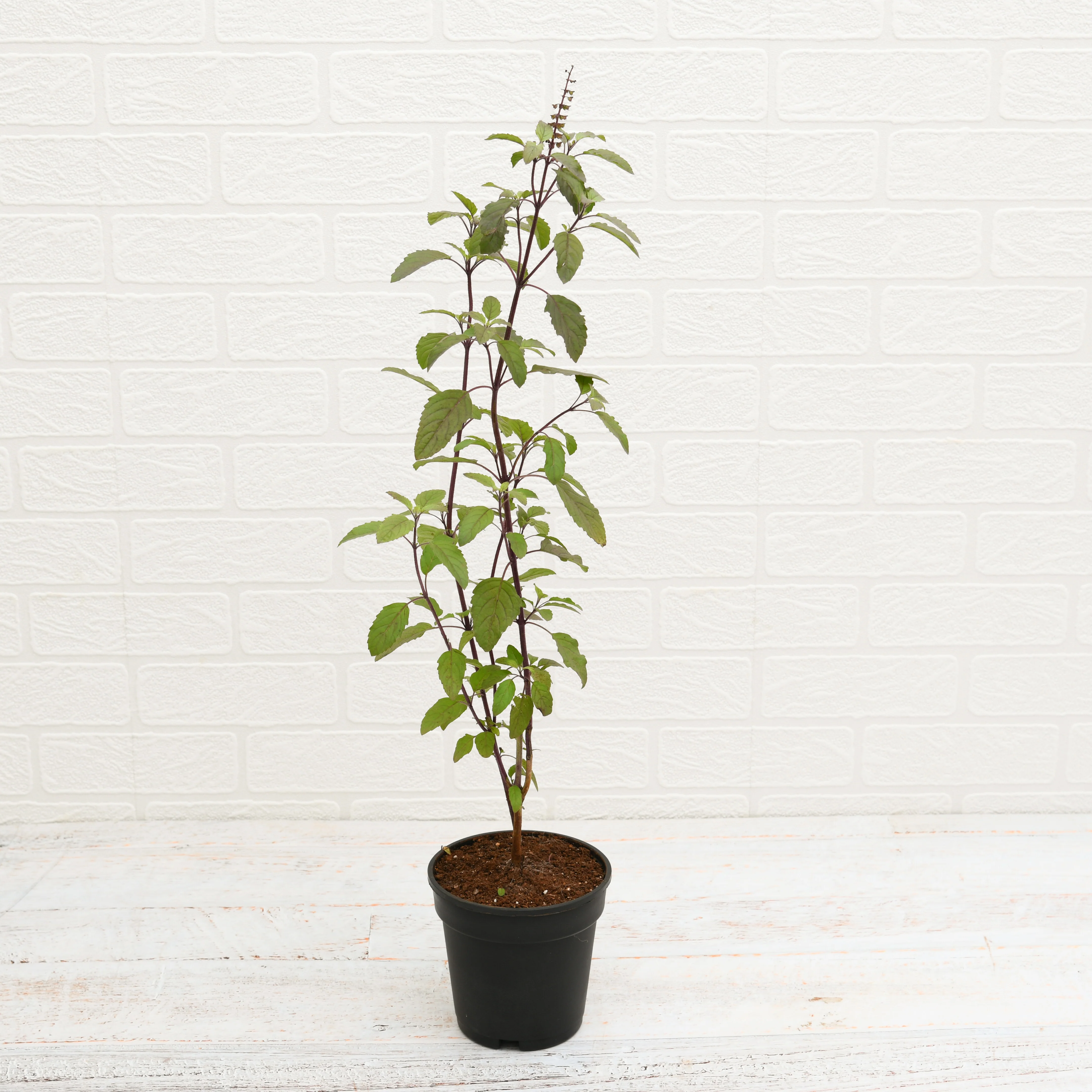 Krishna Tulsi Plant in 6 inch (15 cm) Grower Round Plastic Pot (Black)