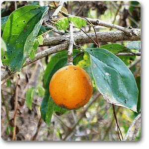Kuchla - Plant