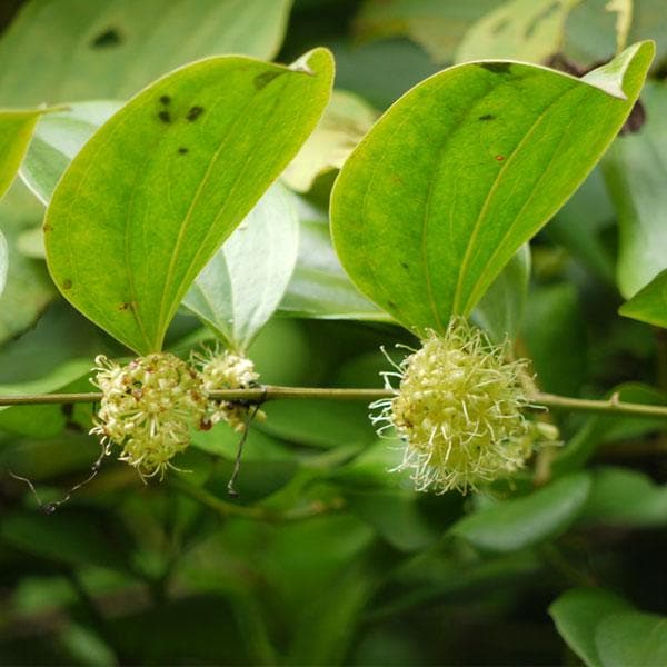 Kumarika, Smilax Wightii - Plant
