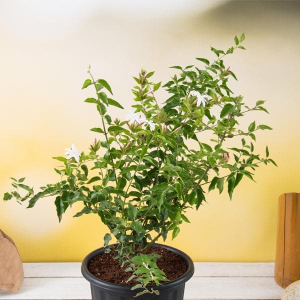 Kunda, Downy Jasmine - Plant - Image 2