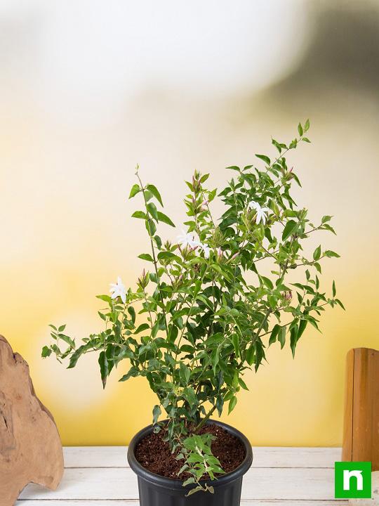 Kunda, Downy Jasmine - Plant - Image 3