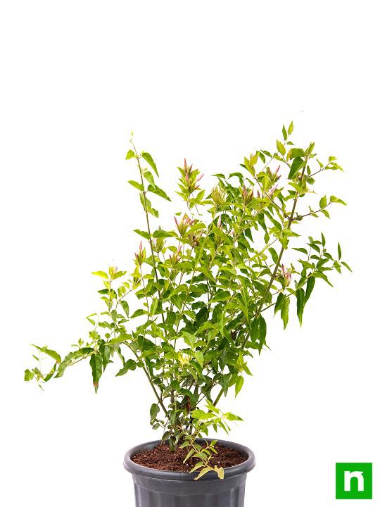Kunda, Downy Jasmine - Plant - Image 4
