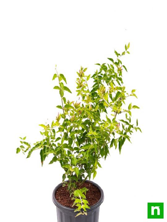Kunda, Downy Jasmine - Plant - Image 5