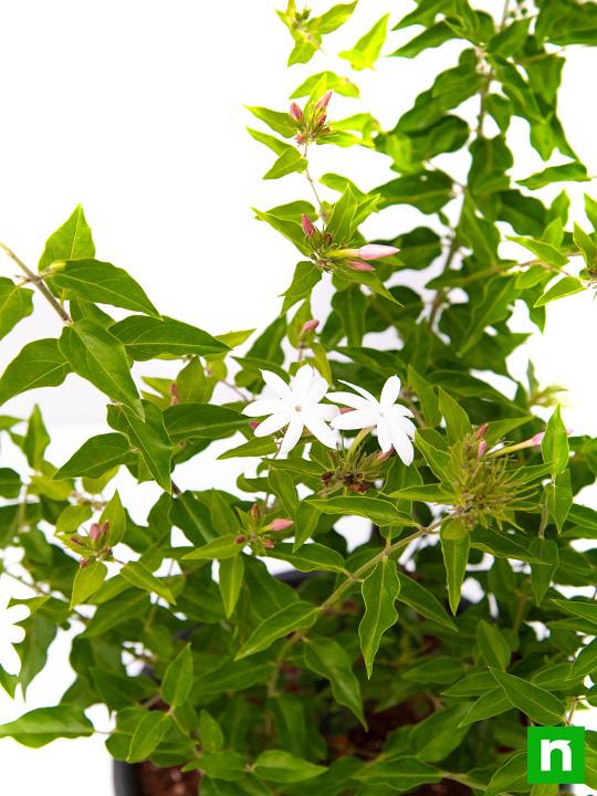 Kunda, Downy Jasmine - Plant - Image 6