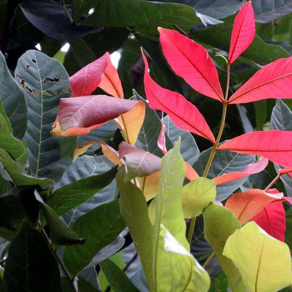 Kusum Tree, Ceylon Oak - 0.5 kg Seeds