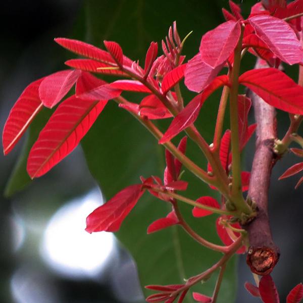 Kusum Tree, Ceylon Oak - 0.5 kg Seeds - Image 2