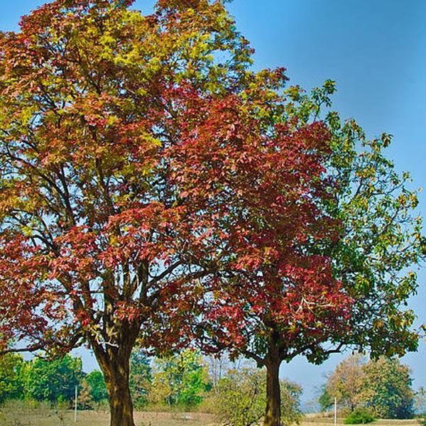 Kusum Tree, Ceylon Oak - 0.5 kg Seeds - Image 3