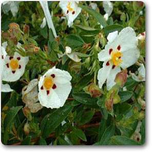Labdanum - Plant