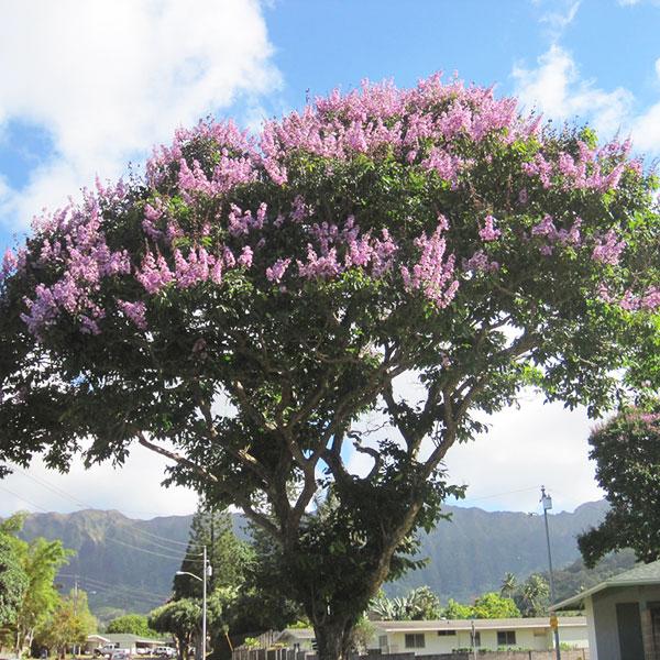 Lagerstroemia Floribunda - 0.5 kg Seeds - Image 2